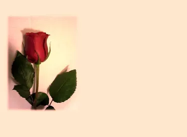 Banner Designs
