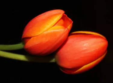 NFT